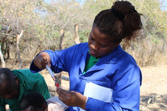 Chiluba collecting blood samples of goats in Choma District, Zambia